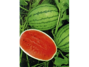 �������� �ļ�Ů����������֪ʶ