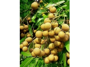 ��ʲô��Ѫ Ů���＾������Ѫ����Щ��