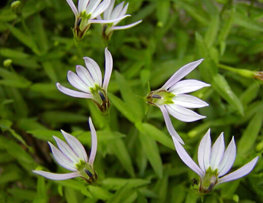 半边莲功效与作用