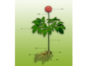 ����ͨ�潺��˵����û���������Щ��