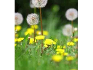 ���Ŷ���ˮ�ȵĹ�Ч ���Ŷ���ˮ����ʲô�ô�