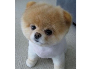 ���ݻ���֪ʶ ���������ߵ�7��Ƥ����ɱ�֡�