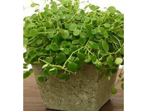 Ǯݵ빦Ч Ǯˮʲôô