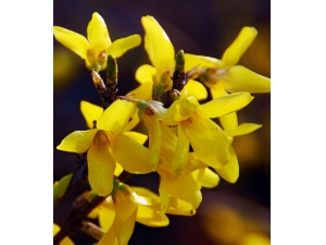 ���ϳ�������ô���� ���������ƶ������в�ҩ