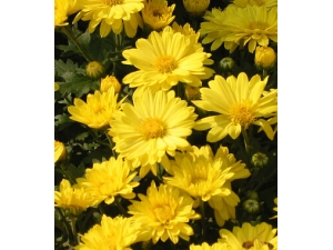 ������� 4�о���ʵ�õ����׷���