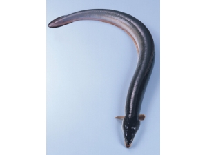 Ů�Ա��� �ļ�Ů�Ա���С��ʶ