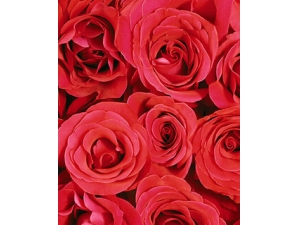 ɫ������ѧ ǰ��ɫ�ͺ���ɫ