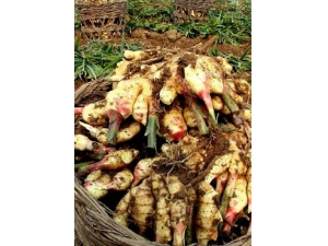 �������� ���˳Խ��ĺô������