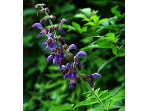 ������ˮ�ȵĹ�Ч ������ˮ����ʲô�ô�