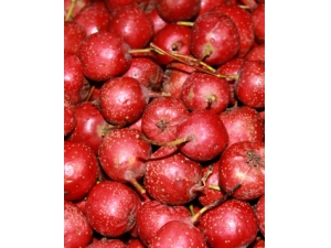 ����ֳ��� ������Ŀ����ںη�