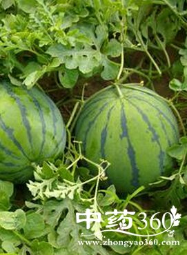 养生之道,老年人夏季如何养生