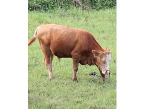 Σ����Ե ���Ƿ���Ǳ��Σ���д��ڣ�