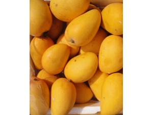 ��ο�˥�� ������Щˮ�������ڿ�˥��