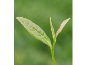 ���׵ķ��� ��Ҷ���������������