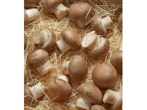 ��ʲô��Ƥ���� �ɳ�ʳ������ˮ�ۼ���