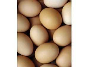 ��ȫ��ʳ ��ʮ�ֳ���ʳ�����Կ�������