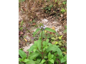 ĿݲݵĹЧ ʳĿݲݵķ