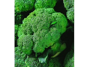 �����ӻ�˥�� ����ӻ�˥�ϡ���ʱ�⵹������