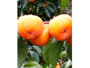 �����ӵĽ��� θ���ܳ�������