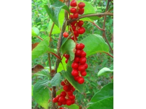 五味子的功效与作用 五味子怎么吃最好