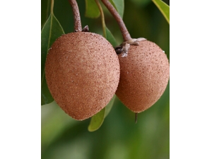 ���Ĺ� �����Ĺ���������ʲô�ô��أ�