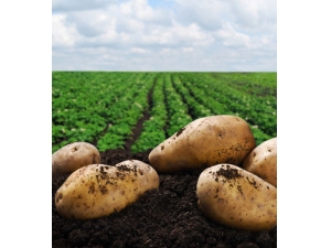 ��ʲô��Ƥ���� 7���ճ��߲� �Գ�Ů�԰�𪼡��