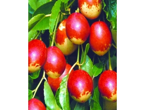 ����Ĺ�Ч������ �Ժ��油Ѫ��������Щ��