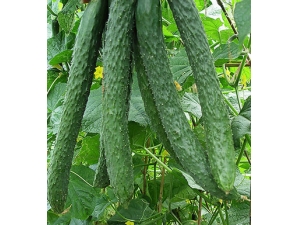 �ƹ���ʲô���ݹ�Ч ���Իƹ��峦�Ŷ�