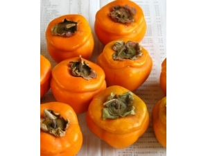 吃柿子的禁忌 经期能吃柿子吗?