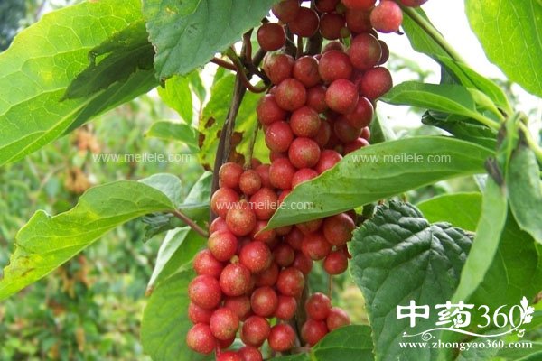 wuweizidegongxiaoyuzuoyong