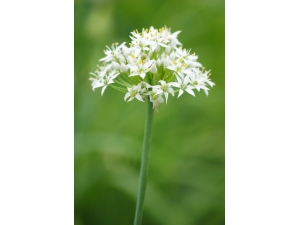 �²����׻���ʲô �кκõĹ�Ч