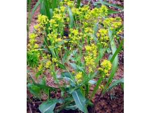 �����������кι�Ч ����������ϸ˵����