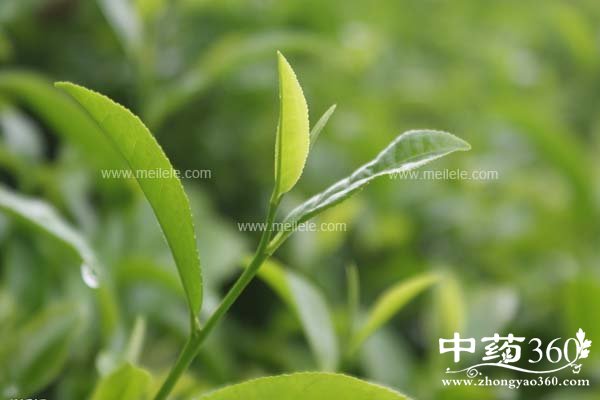 lvchadegongxiaoyuzuoyong