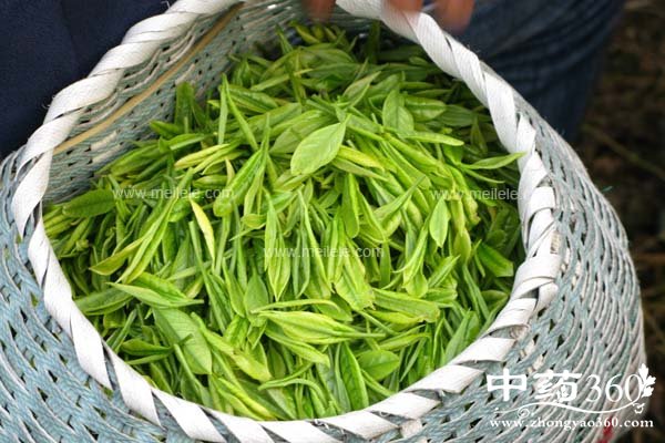 lvchadegongxiaoyuzuoyong