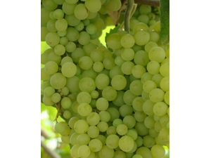 �����ȷ��ϴˮ�� ����ˮ����ϴ��С�̵�