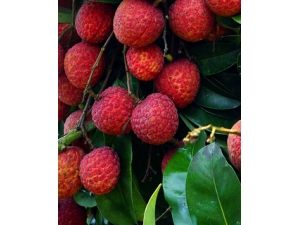 �и�ע������ ׼����Ҫ�μǲ��ܳԵ�ˮ��