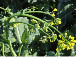 �Ͳ�޷����Щ����