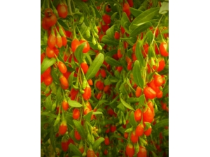 ��ͷ����ô��� ��ҽ�Ƽ�4��ʵ���