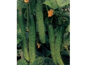 ʲôˮ������ �ļ���0�������������а�