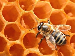 ���������Ĥ���������