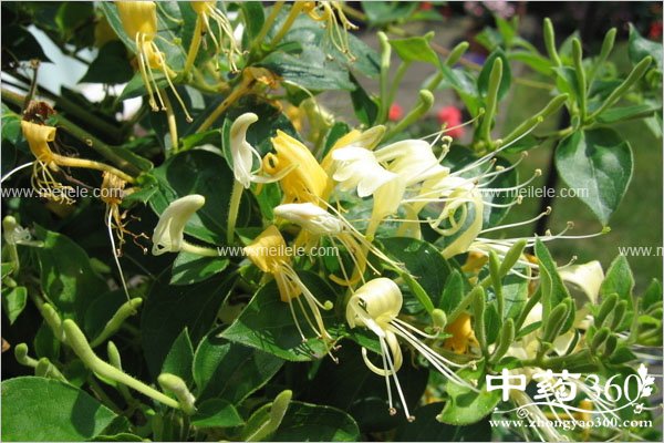 jinyinhuadegognxiaoyuzuoyong