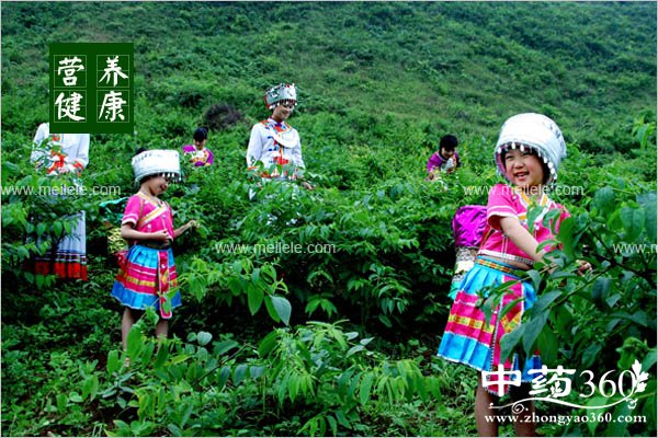 jinyinhuadegongxiaoyuzuoyong