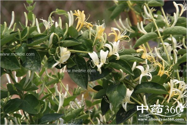 jinyinhuadegognxiaoyuzuoyong