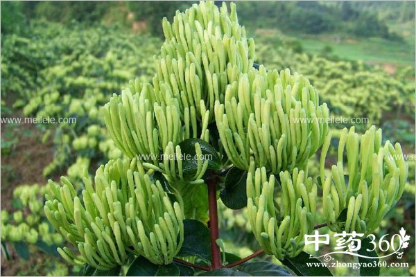 jinyinhuadegognxiaoyuzuoyong