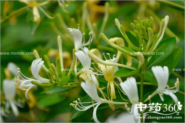 jinyinhuadegognxiaoyuzuoyong