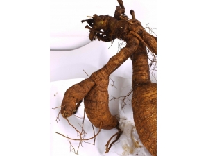 �����γԲŷ��� ���ֳԷ��������ַ���