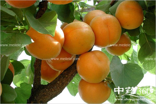 xingzideyingyagnjiazhi