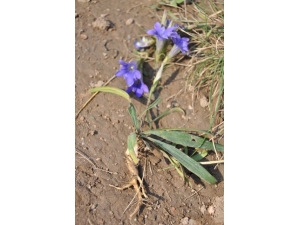 ����ҩ�Ľ��� Ӱ��ҩ�﷢�ӵ�ʳ���ԣ�