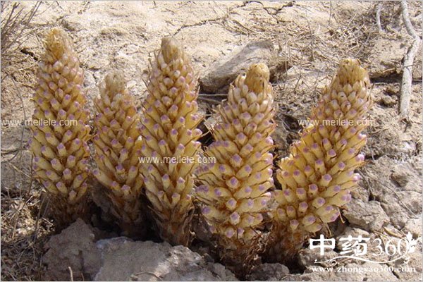 roucongrongdegongxiaoyuzuoyong