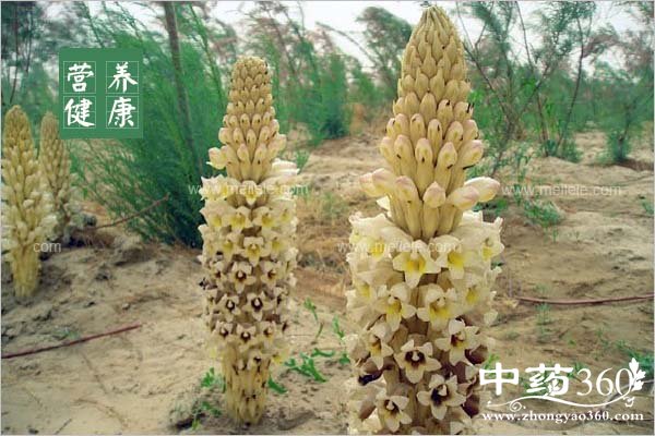 roucongrongdegongxiao